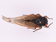 Magicicada cassinii