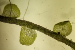 Odontoschisma sphagni