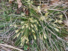 Carex pediformis