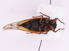 Magicicada cassinii