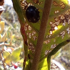 Epilachna patricia