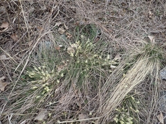 Carex pediformis