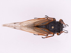 Magicicada cassinii