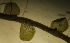 Odontoschisma sphagni