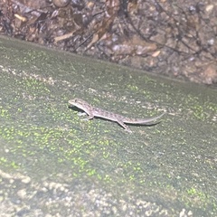 Hemidactylus murrayi