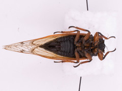Magicicada cassinii