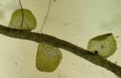 Odontoschisma sphagni