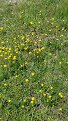Ranunculus multifidus
