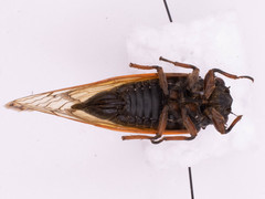 Magicicada cassinii