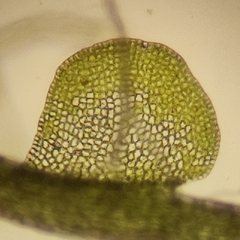 Odontoschisma sphagni