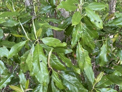 Phyllocnistis magnoliella