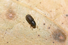 Polygraphus poligraphus