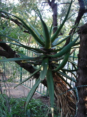 Aloe rupestris