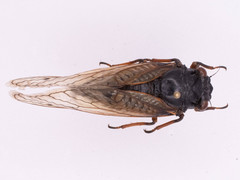 Magicicada cassinii