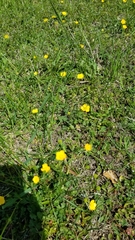 Ranunculus multifidus
