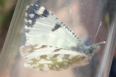 Euchloe tagis
