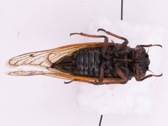 Magicicada cassinii