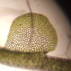 Odontoschisma sphagni