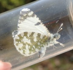 Euchloe tagis