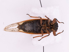 Magicicada cassinii