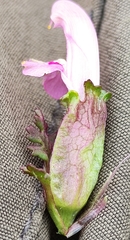 Pedicularis sylvatica