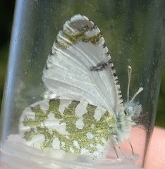 Euchloe tagis