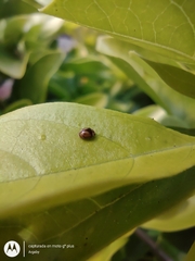 Diomus tucumanus