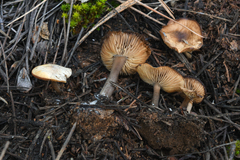 Clitocybe glacialis