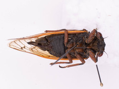 Magicicada cassinii