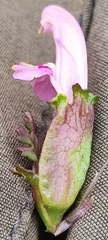 Pedicularis sylvatica