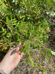 Rhus copallina image