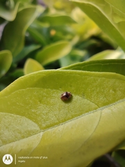Diomus tucumanus