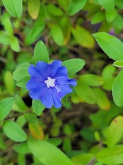 Evolvulus glomeratus