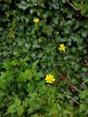 Lapsana communis