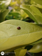 Diomus tucumanus