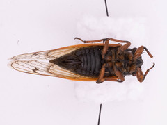 Magicicada cassinii