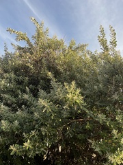 Brachylaena discolor