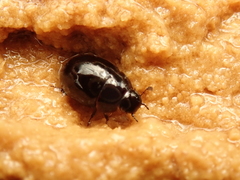 Coelostoma orbiculare