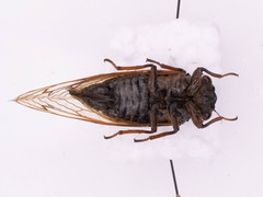 Magicicada cassinii