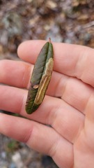 Phyllonorycter ledella