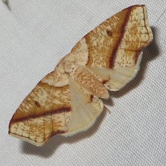 Plagodis alcoolaria