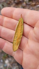 Phyllonorycter ledella