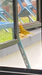 Sicalis flaveola