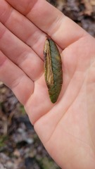 Phyllonorycter ledella