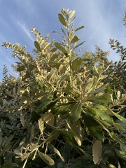 Brachylaena discolor