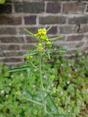 Sisymbrium officinale