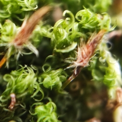 Orthotrichum stramineum