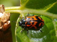 Chrysomela falsa