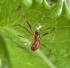 Anelosimus studiosus