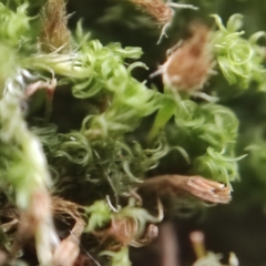 Orthotrichum stramineum